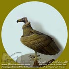 دال سیاه
